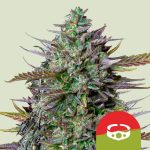 GOAT'lato Auto GOAT'lato Auto Cannabis Samen 1