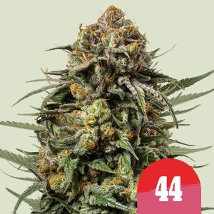 Gelato 44 Gelato 44 Cannabis Samen 1