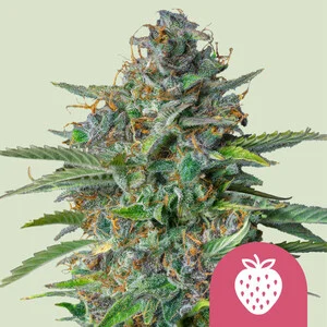 Strawberry Cough 1