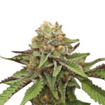 Green Gelato 2